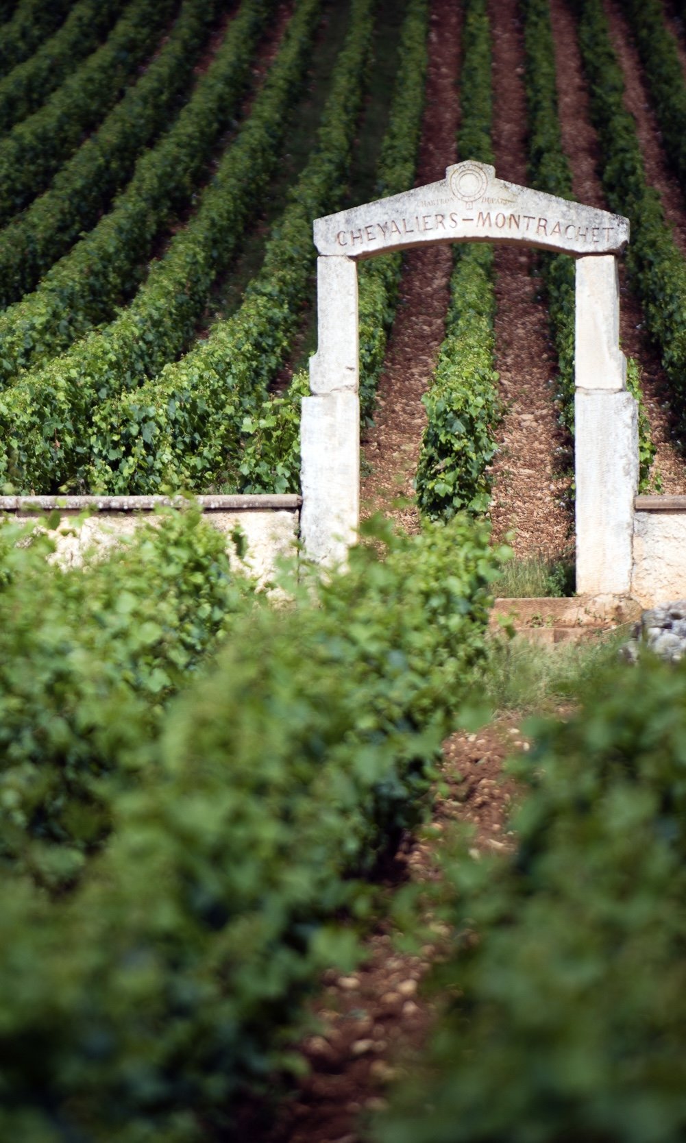 vineyard in Chevalier Montrachet